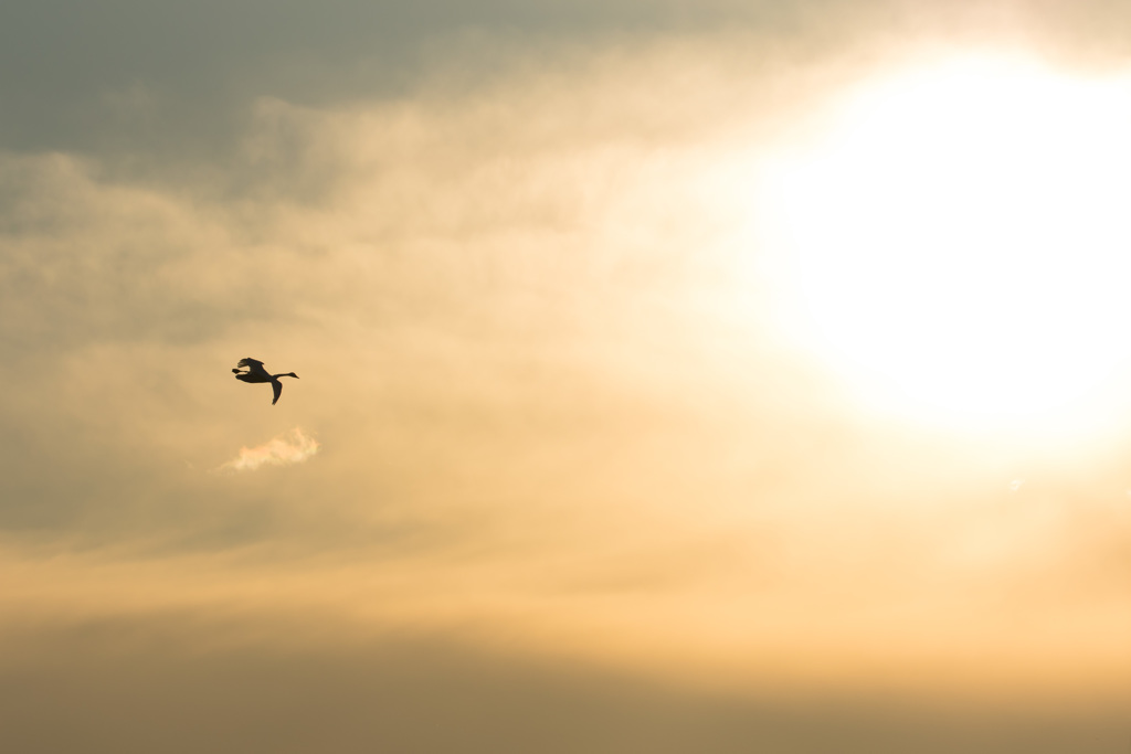 夕日と白鳥