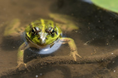 トノサマガエル