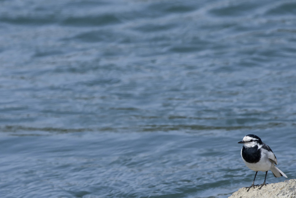 セグロセキレイ