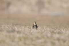 ツグミ#1