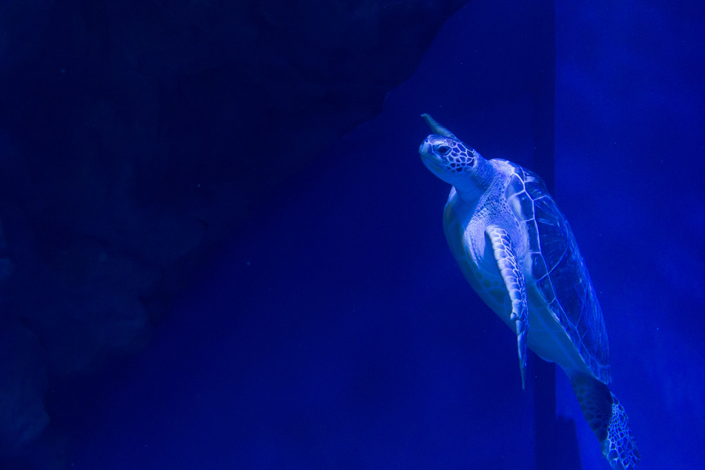 ウミガメ