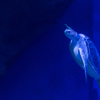 ウミガメ