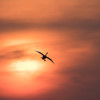 夕陽と白鳥#1
