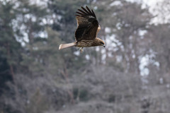鳶