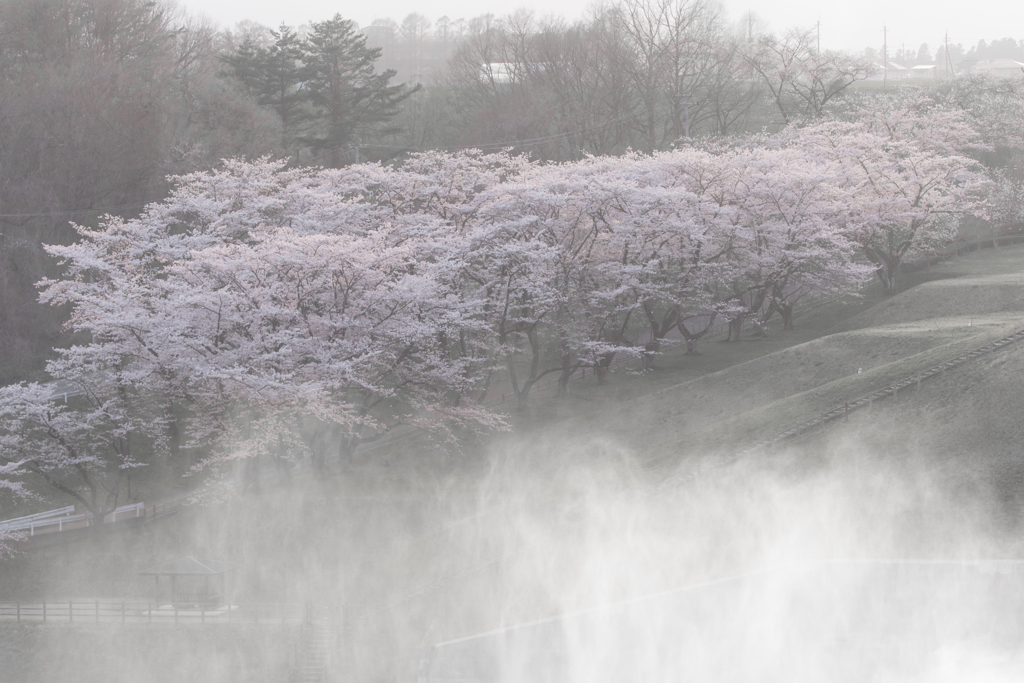 霧桜