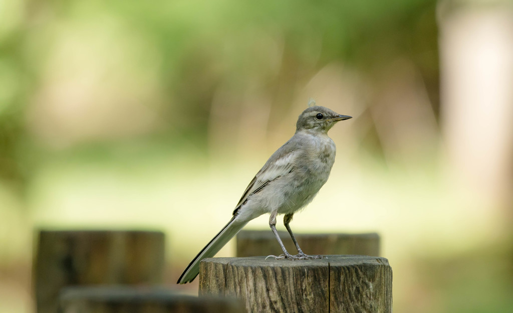 セグロセキレイ