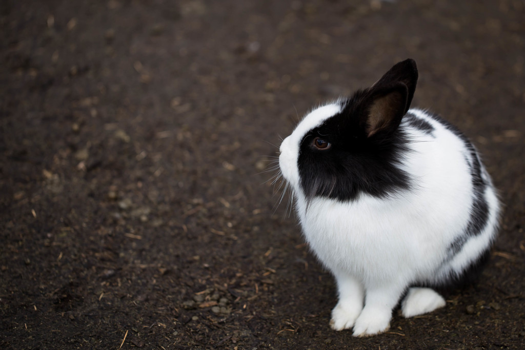 うさぎ