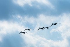滑空