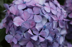 紫陽花