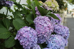 紫陽花２
