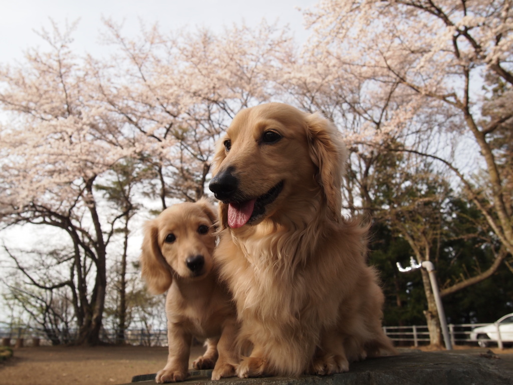 桜にっこり
