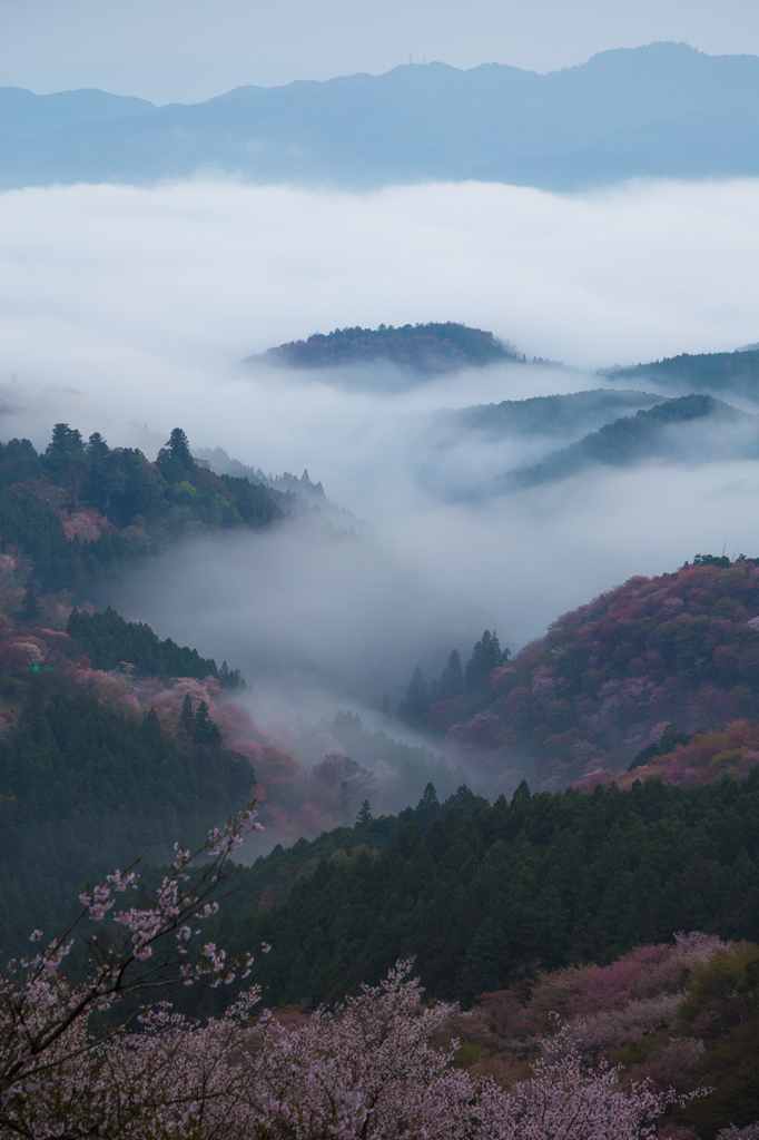 雲滝桜