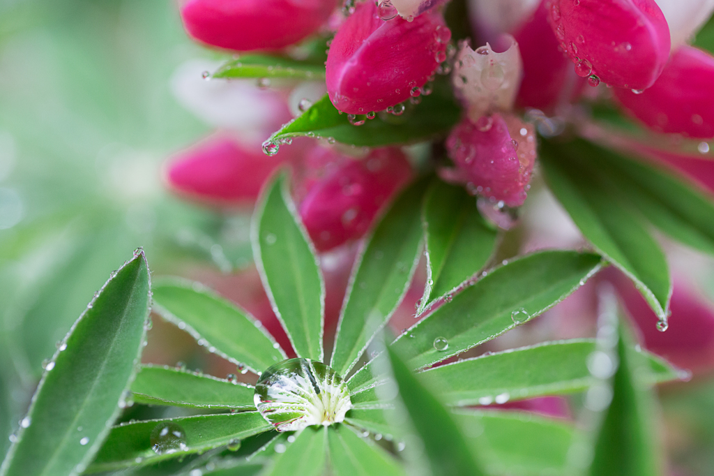 Rain Lupinus