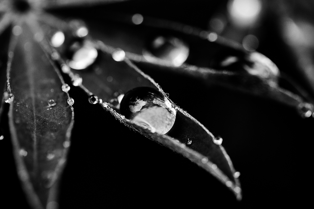 leaves and drops