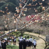 梅小道