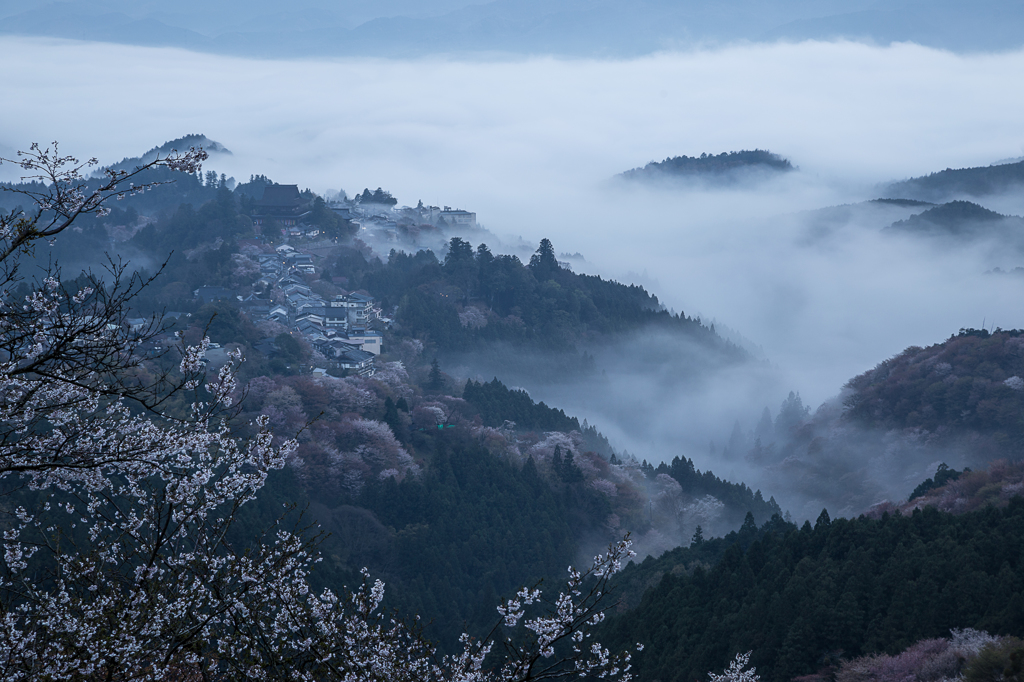 雲海桜園