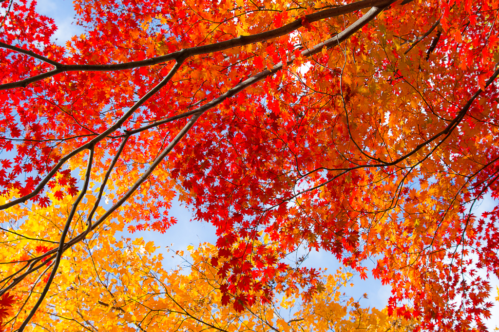 maple leaf gradation