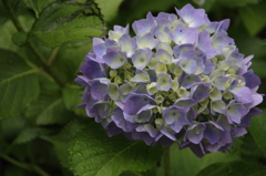 参道の紫陽花