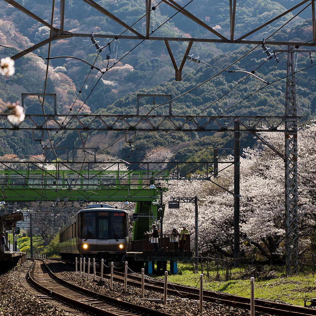 お花見ステーション