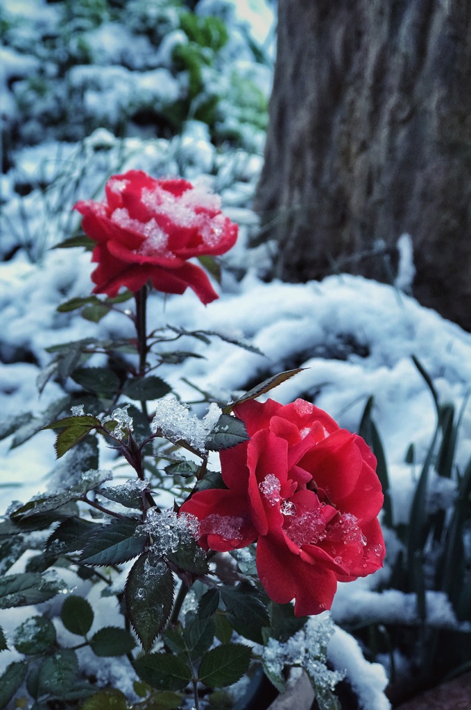 snow roses