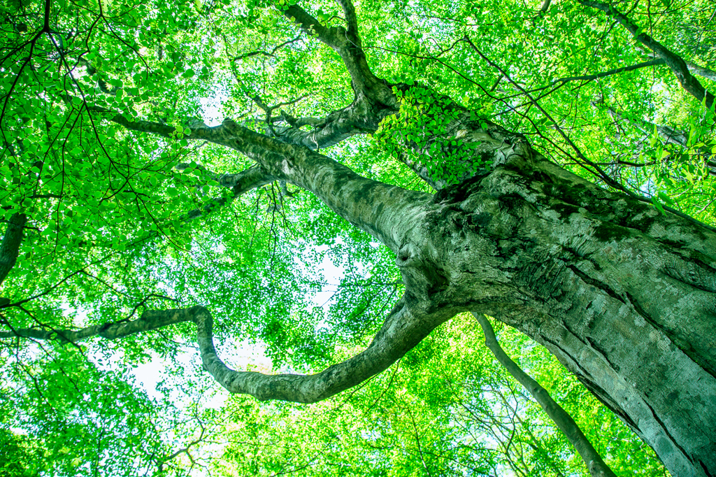 beech tree