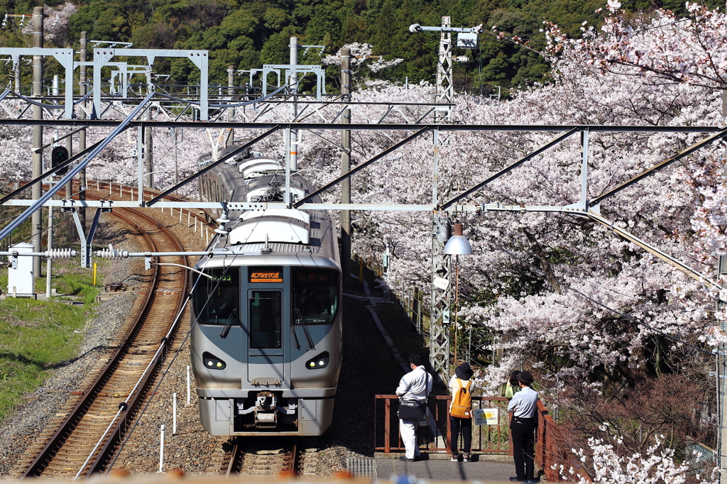 お花見ステーション　３