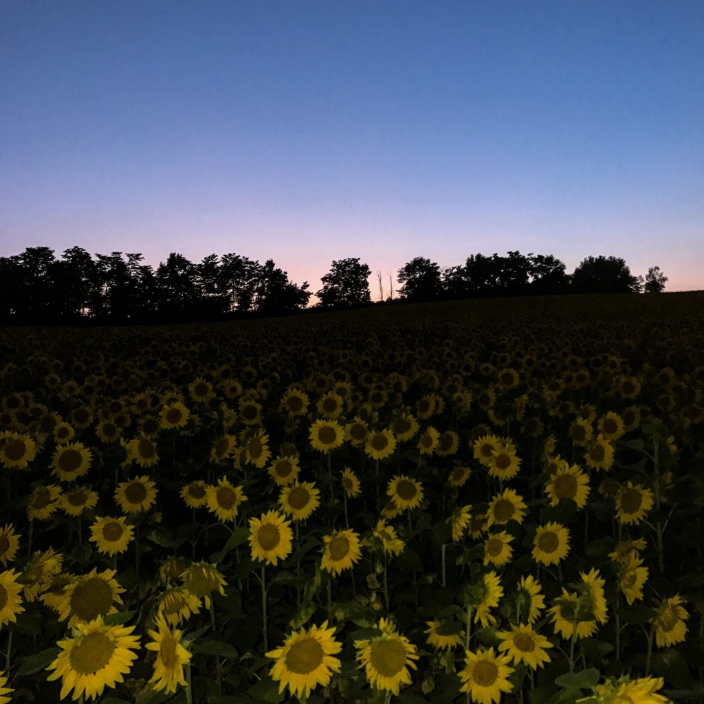 sunflower hill