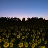 sunflower hill