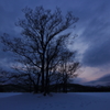 trees and snow 2