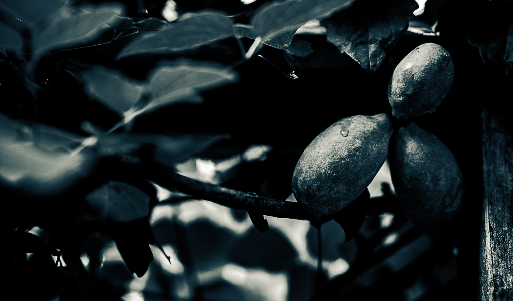 Chocolate Vine