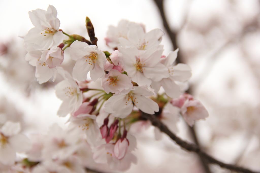 Sakura2