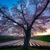 桜翼