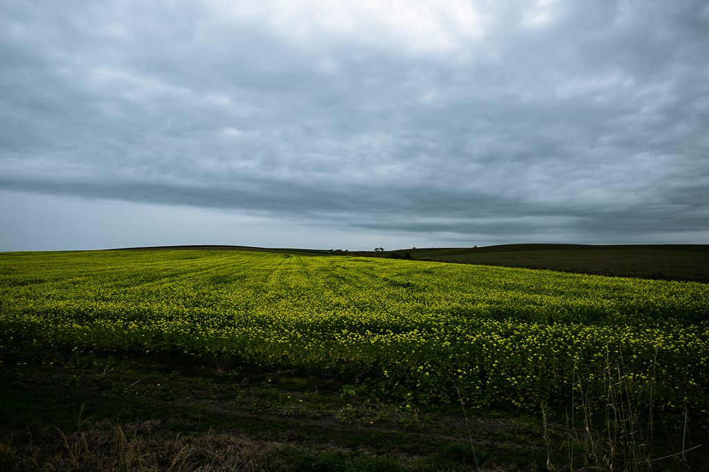 cloudy field