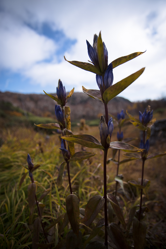 high land blue