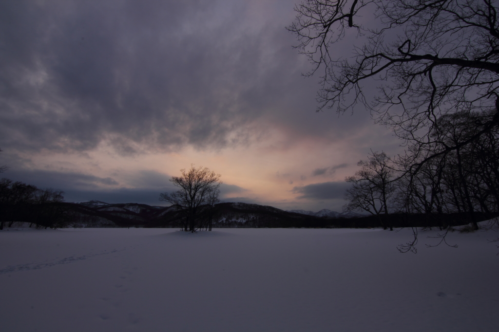 trees and snow