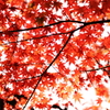 maple memories 2