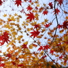 maple memories 1