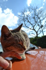 にゃんこと青空