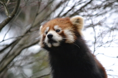 わてはレッサーパンダやで(^O^)／