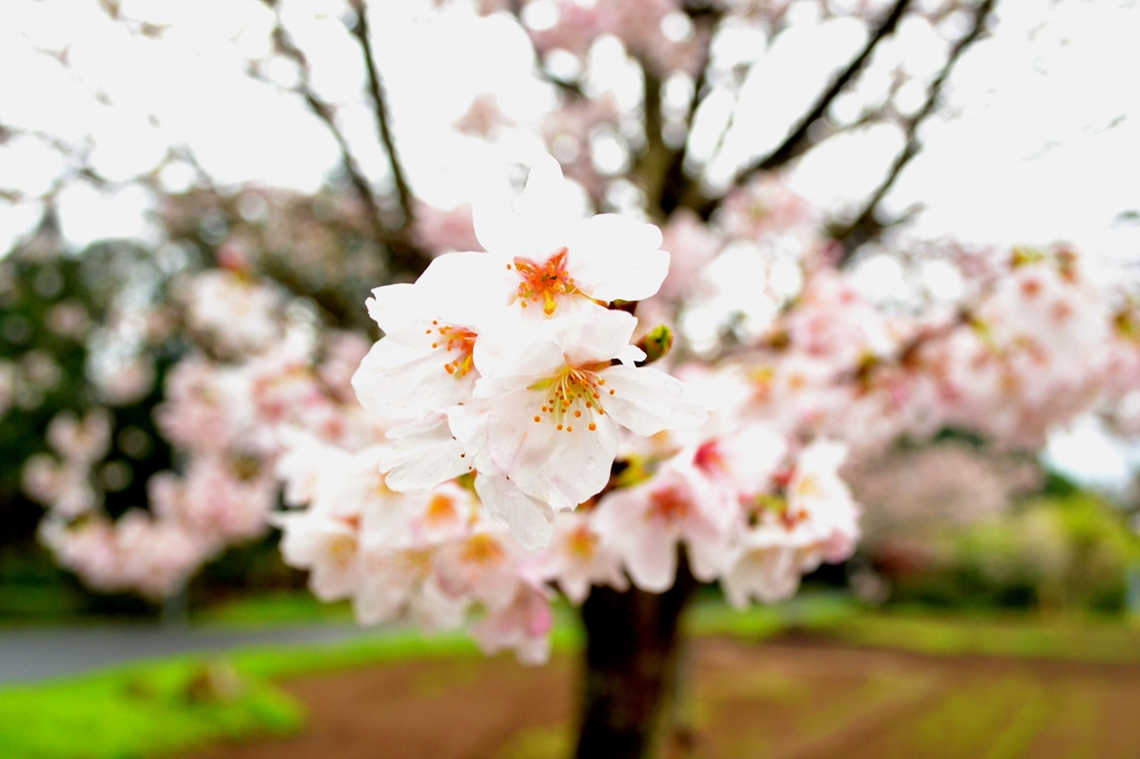 桜あっぷ（加工済）