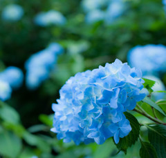 紫陽花
