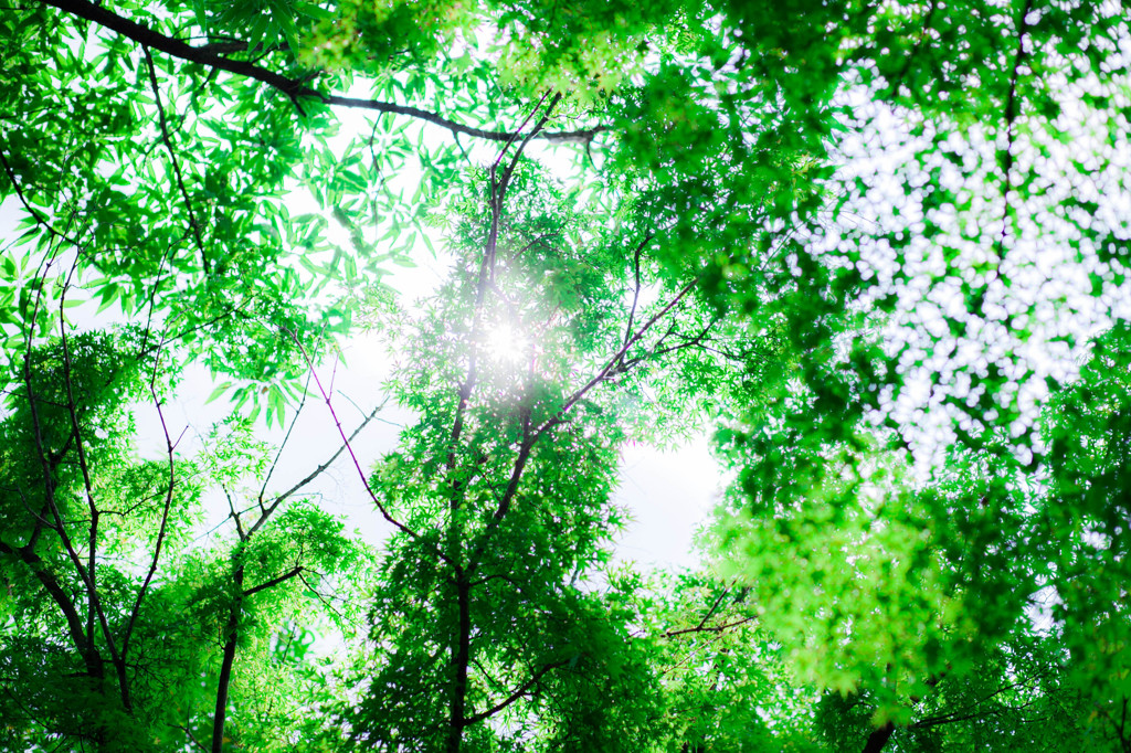 夏