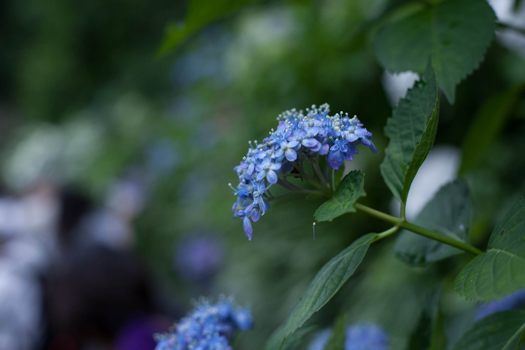 長谷寺の紫陽花