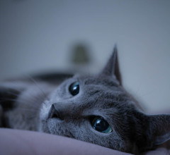 眠たげな姫