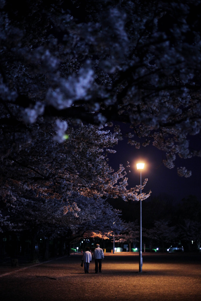 夜桜の下