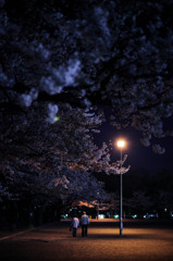 夜桜の下