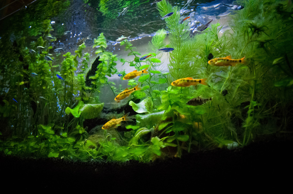 水槽写真