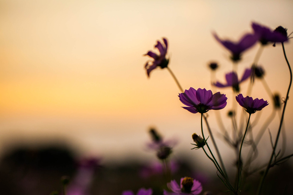 夕暮れの中、咲く花