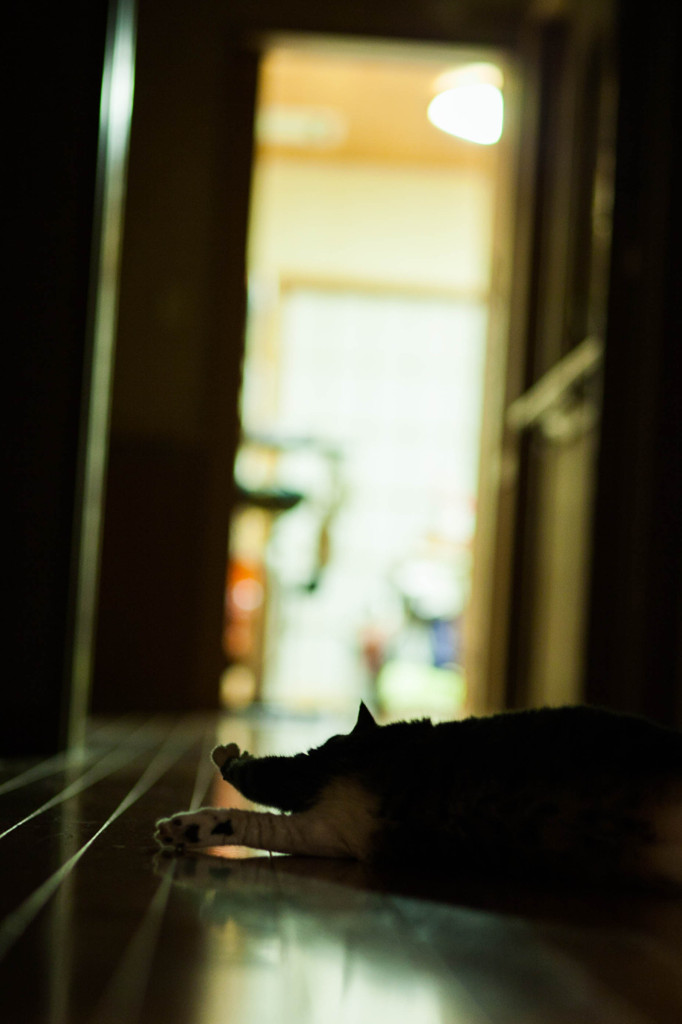 日常、猫の一時