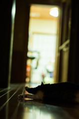 日常、猫の一時